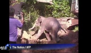 Thaïlande: un bébé éléphant sauvé d'un puit