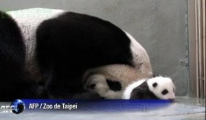 Taiwan: quand bébé panda rencontre maman panda