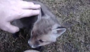 Un bébé renard coincé dans une boite de conserve! Adorable...