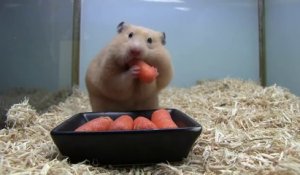 Hamster fou mange 5 carottes en même temps!