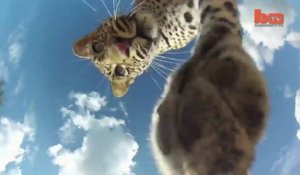 Leopard Steals Recording GoPro