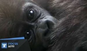 Naissance de deux bébés gorilles dans un zoo de New York