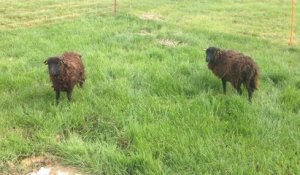 Deux agnelles d'Ouessant remplacent les tondeuses