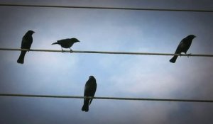 Song Made From Birds Standing On Power Lines