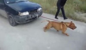 Un pitbull tire une voiture