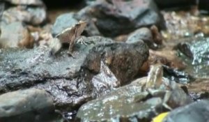 La "grenouille danseuse", une espèce rare découverte dans le sud de l'Inde