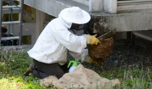 ARRAS - invasion d'abeilles au centre administratif