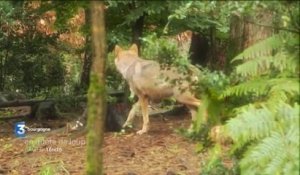Documentaire "En quête de loup" : bande-annonce