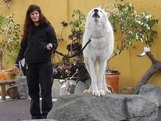 Bete Impressionnante Loup Blanc D Arctic Au Zoo De San Diego Sur Orange Videos