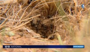 Des fourmis à la rescousse pour réensemencer un terrain pollué