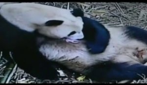 Naissance d'un panda dans une réserve chinoise