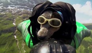 Le premier chien à tester le wingsuit