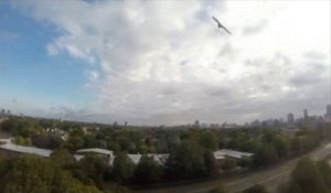 Un faucon attaque un drone en plein ciel