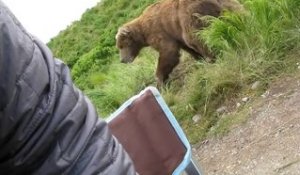 Un gros ours brun très très proche! Grosse Peur en montagne.