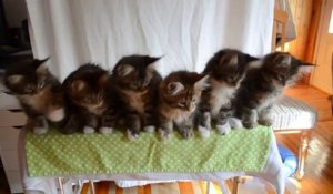 Adorable Kittens dancing... So cute animal choregraphy