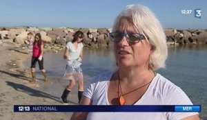 Nouvelle invasion de méduses sur la Côte d'Azur