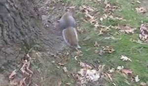Écureuil bourré qui essai de monter aux arbres!
