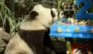 Aux Etats-Unis, un panda reçoit un gâteau pour son deuxième anniversaire
