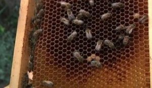 Les apiculteurs du Languedoc-Roussillon lancent un cri d'alarme