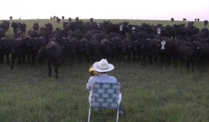 Un homme joue Lorde au trombone pour appeler ses vaches