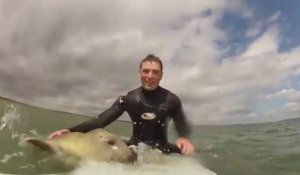 Un phoque s'invite pendant leur séance de surf