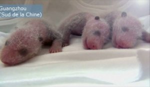 Très rare naissance de triplés chez des pandas géants