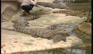 C'est pas sorcier - Les crocodiles