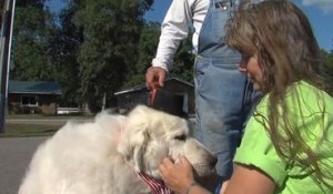 Un village du Minnesota élit un chien à la mairie
