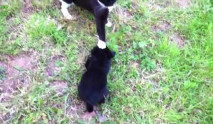 Des chats rencontrent des bébés chiens pour la première fois! Compilation d'animaux!