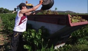 Météo: des vendanges précoces qui augurent une belle récolte