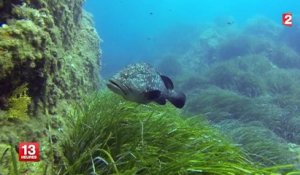 Découvrez la réserve naturelle sous-marine de Port-Cros