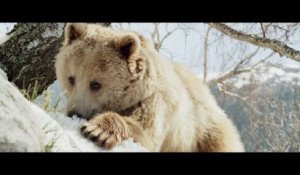 Bande-annonce : Terre des Ours - VF