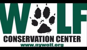 Bebe Loup Qui A Le Hoquet Hilarant Et Trop Mignon Sur Orange Videos