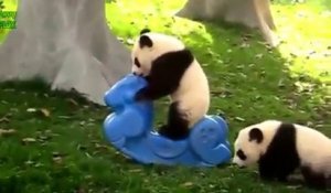 Compilation de Fails de pandas.