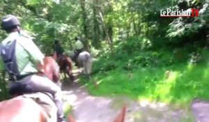 Forêt de Fontainebleau : rencontre avec la brigade équestre de l'ONF