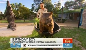 Patrick, le wombat de 29 ans, est la nouvelle idole du web