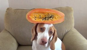 Un chien pose avec des fruits et légumes sur sa tête.