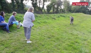 Douarnenez. Son chien est énorme mais il est trop peureux