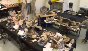 Un dinosaure de 60 tonnes découvert