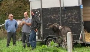 St Jouin Bruneval (76) : la renouée du Japon, une plante très envahissante