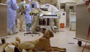 Un chien aide un guépard à se remettre d'une terrible opération