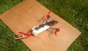 Un Rat mot transformé en drone!
