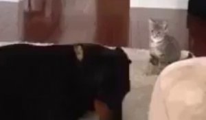 Un adorable chat cherche un chien