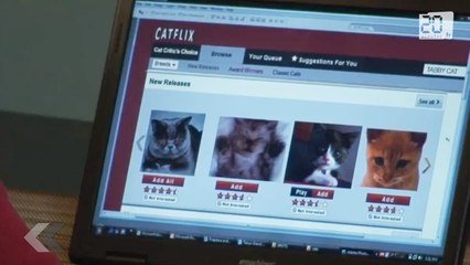 Catflix Le Service De Chat A La Demande Sur Orange Videos