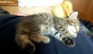 Un chaton et un poussin dorment ensemble