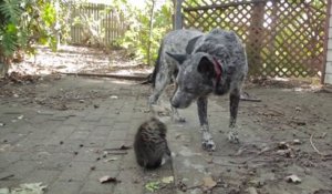 Ce chaton devient fou devant le chien