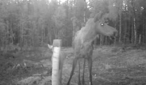 Une maman élan protège son petit des loups