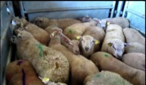 VIDEO. Aïd à Bourgueil : 205 moutons sacrifiés