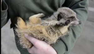 Avez-vous déjà vu un suricate mort de rire ?