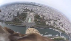 Un aigle survole Paris avec une caméra embarquée sur le dos - Images magnifiques!
